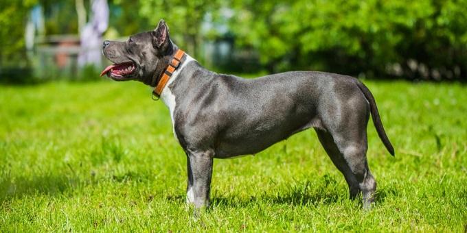 Amerikai Staffordshire Terrier