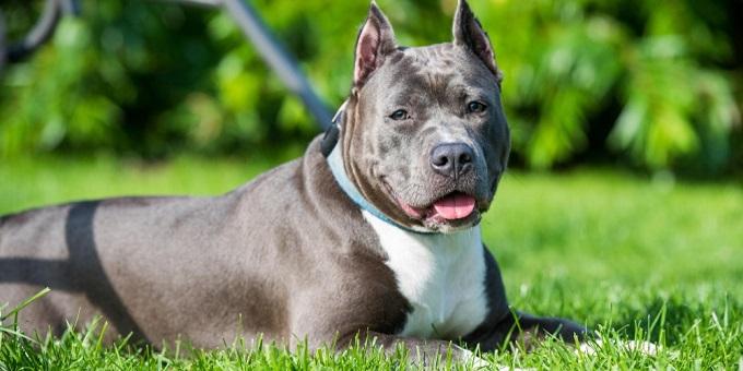 Amerikai Staffordshire Terrier