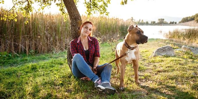 Amerikai Staffordshire Terrier