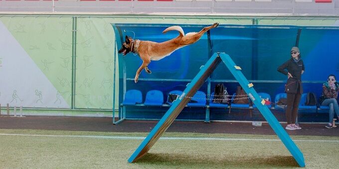 sportos kutya agiliti pályán hatalmasat ugrik