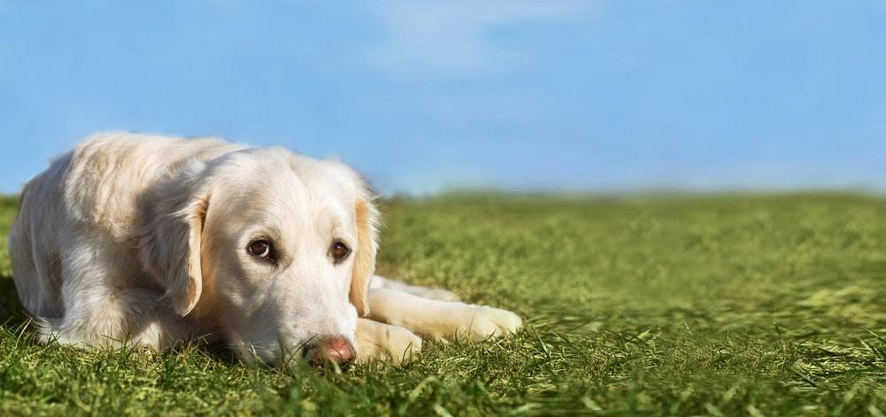 világos kutyus fekszik zöld mezőn