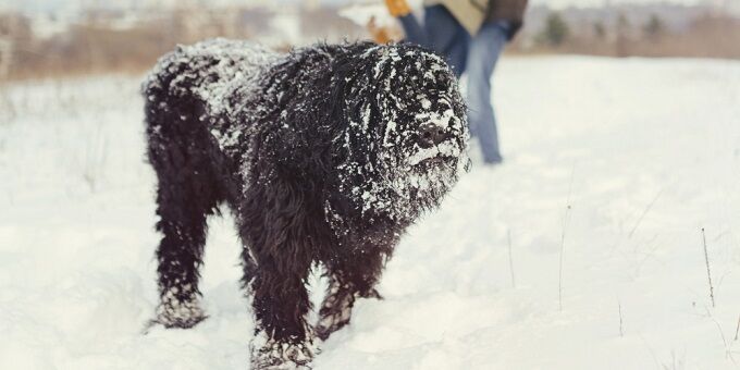 kaukázusi juhászkutya játszik a havas mezőn a bundájára ráfagyott a hó