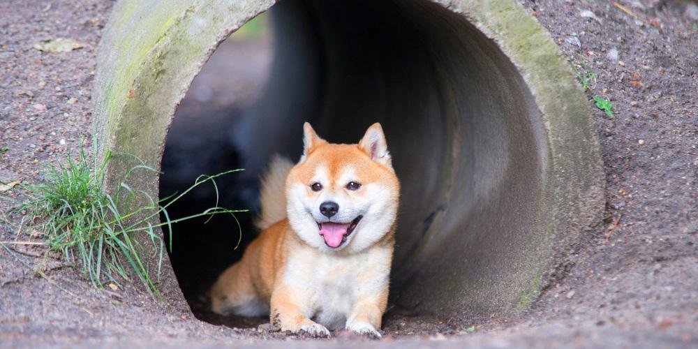 A Shiba Inu, Egy Különleges Jellemű Japán Kutya!