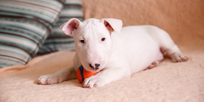 kutya betegségek - kölyök fehér bull terrier fekszik a kanapén 