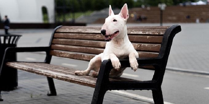 kutya betegségek - fehér bull terrier egy padon a téren