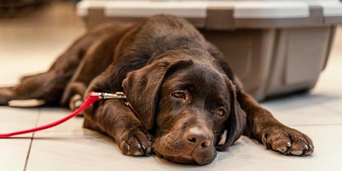 kutya-tuzeles-barna-kutyus-pilleg-a-folyó-kövén