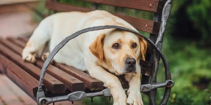 kedvetlen-labrador-egy-padon-pihen