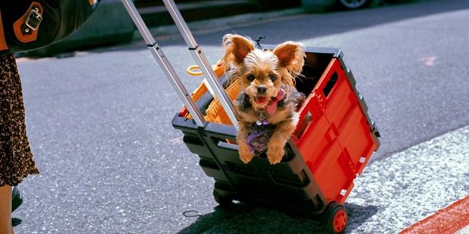 kutya-tuzeles-egy-yorkshire-terriert-húznak-egy-kerekes-műanyagkosárban