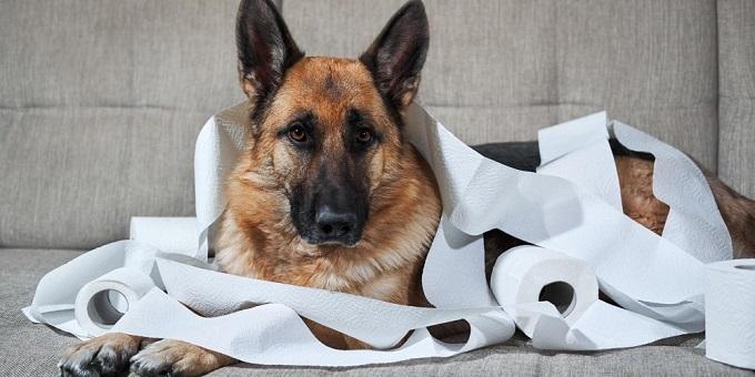 szomorú-szemű-német juhászkutya-szürke-kanapén-vécépapírba-csomagolva