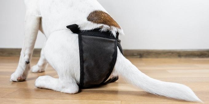 foxterrier-kutya-mosható-pelenkában-padló-hátulról