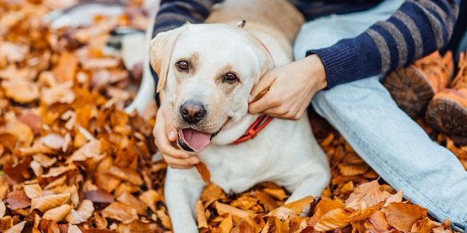golden-labrador-ül-őszi-parkban-gazdájával
