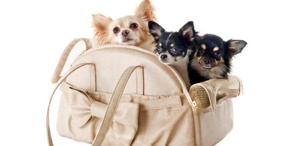 kutyaszállító box