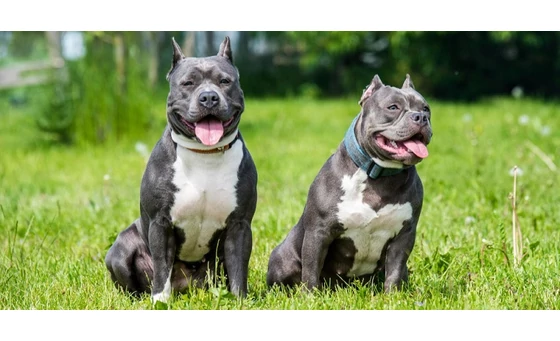Amerikai Staffordshire Terrier kellene még 10 a falkámba