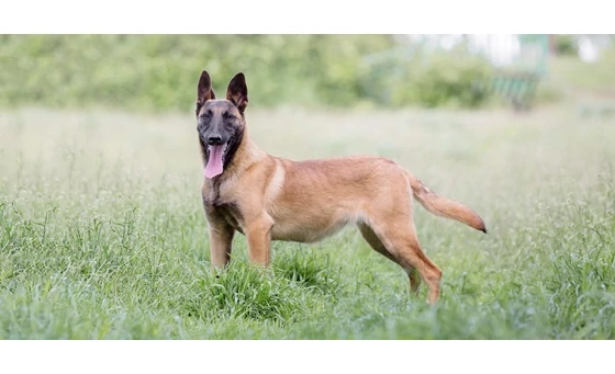 A Belga Juhász 4 változata