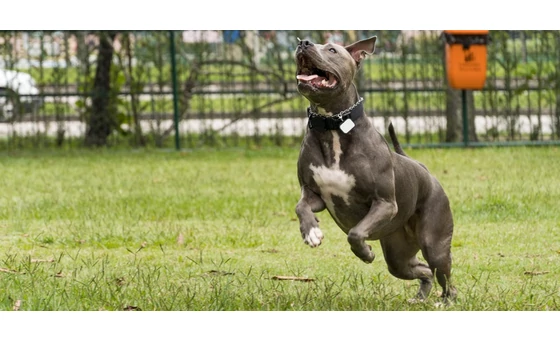 Pitbull a méltánytalanul kirekesztett kutyafajta