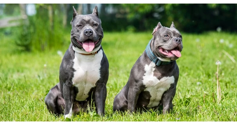 Amerikai Staffordshire Terrier kellene még 10 a falkámba