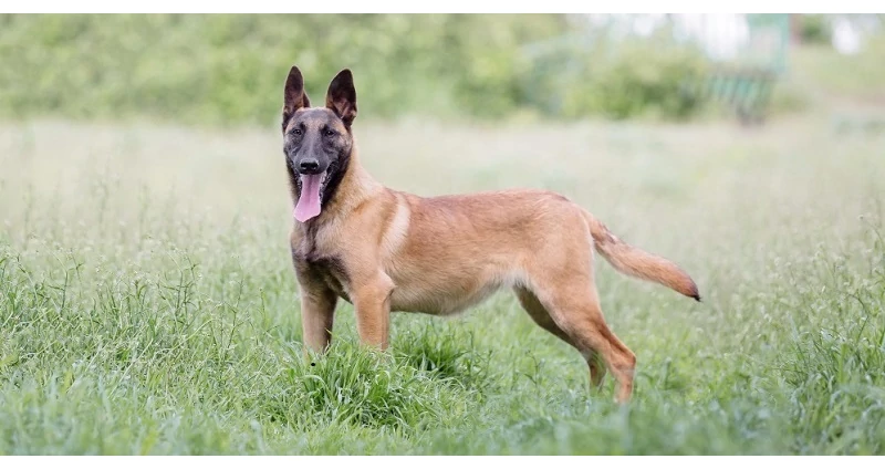 A Belga Juhász 4 változata