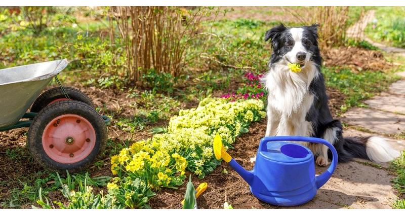 A Border Collie világ legokosabb kutyája