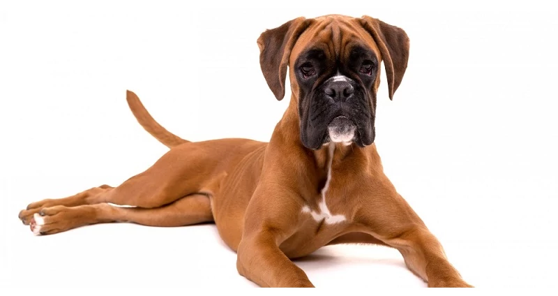 A Boxer Kutya Fajta Jellemzői