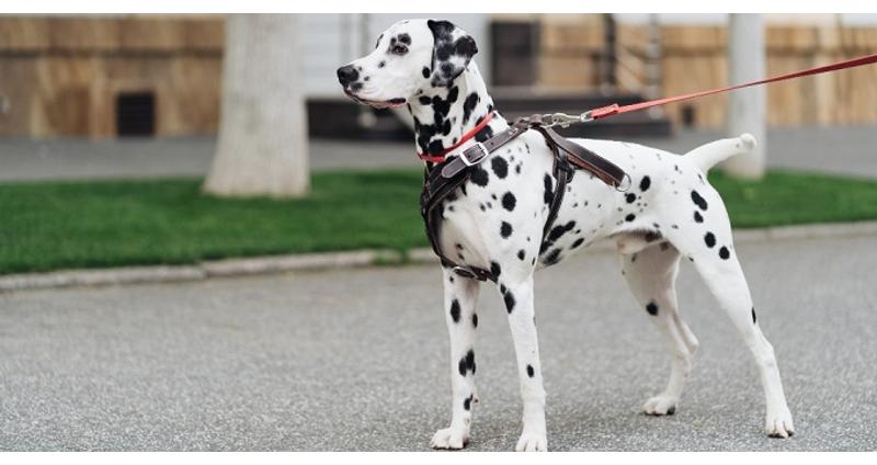 A Dalmata 2 arca