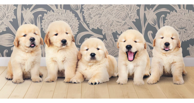 Golden Retriever a legnépszerűbb kutyafajta