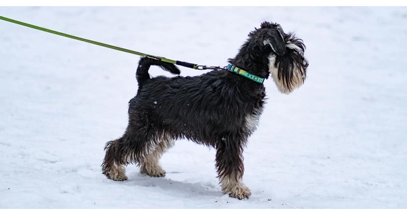A Törpe Schnauzer tulajdonságai fajtaleírása