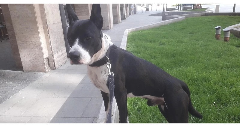 Vajon A Kutya Diéta Mikor Szükséges A Kutyámnak?