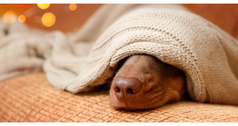 A kutyafekhely fontos a kiskutyának 