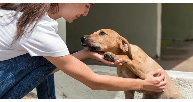 A kutya ivartalanítás 6 szempontja