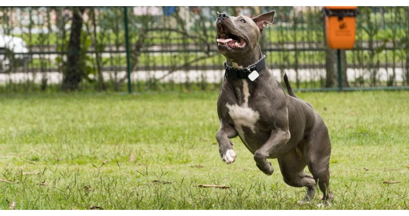 Pitbull a méltánytalanul kirekesztett kutyafajta